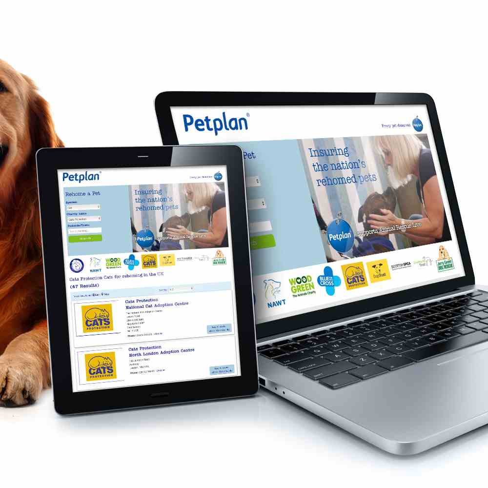 Petplan Rehome A Pet Image Gallery 1